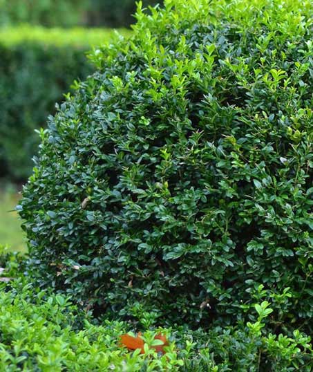 John And Floyd Lawn Care Services, Inc Shrubs & Hedges
