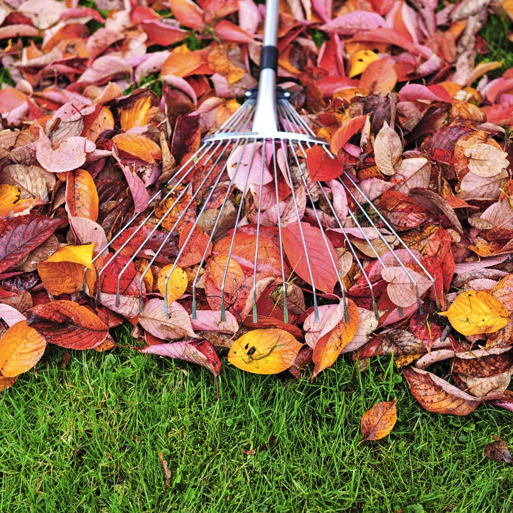 Fall Clean Up Service